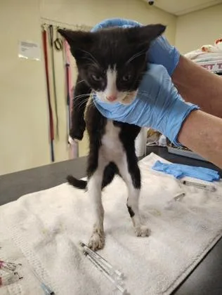 A young small-sized male Domestic Short Hair cat named Andean Bear for adoption in Clarks Summit, PA