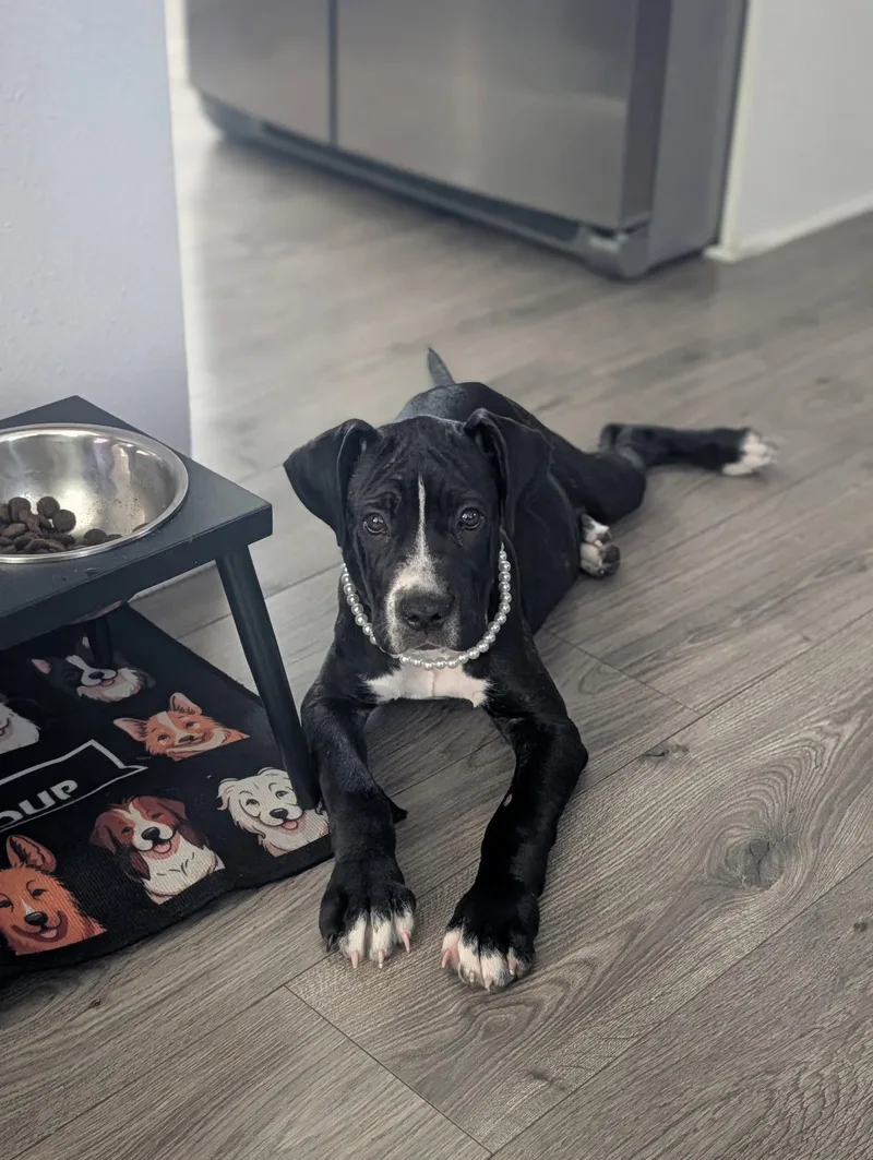 A baby extra large-sized female Mastiff dog named Delilah for adoption in Glendale, AZ