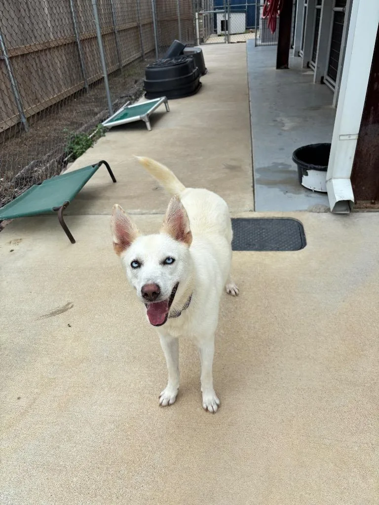 A young medium-sized female Husky dog named Sugar for adoption in Luling, TX