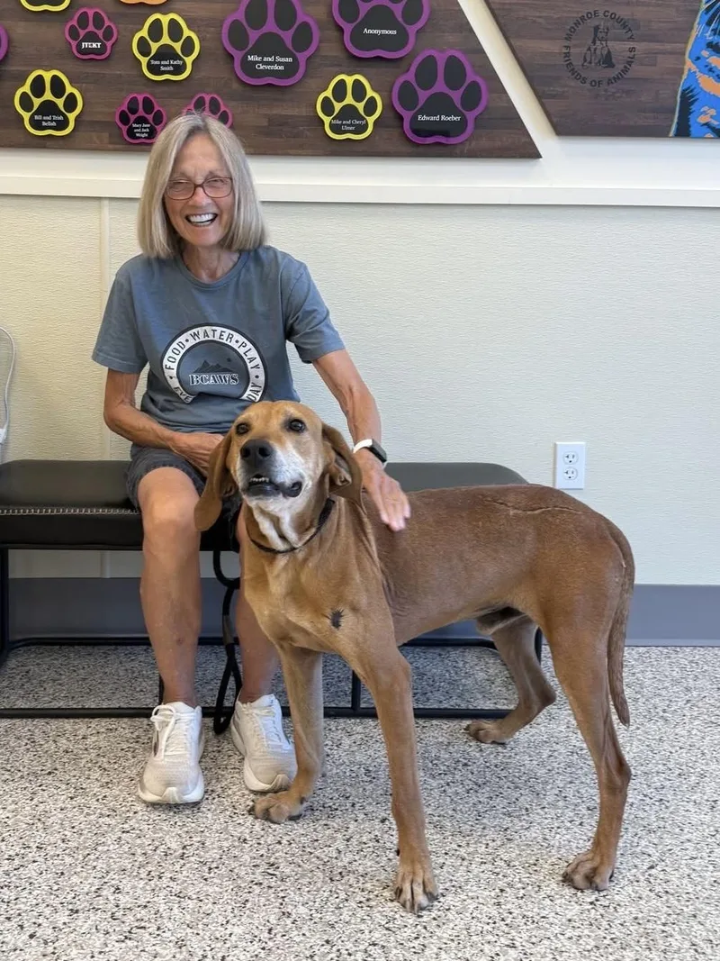 A young medium-sized male Golden Redbone Coonhound dog named Cecil for adoption in Maryville, TN