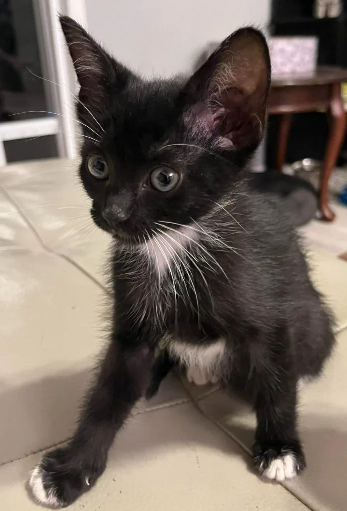 A baby small-sized male Domestic Short Hair cat named Rajah for adoption in Sebastian, FL