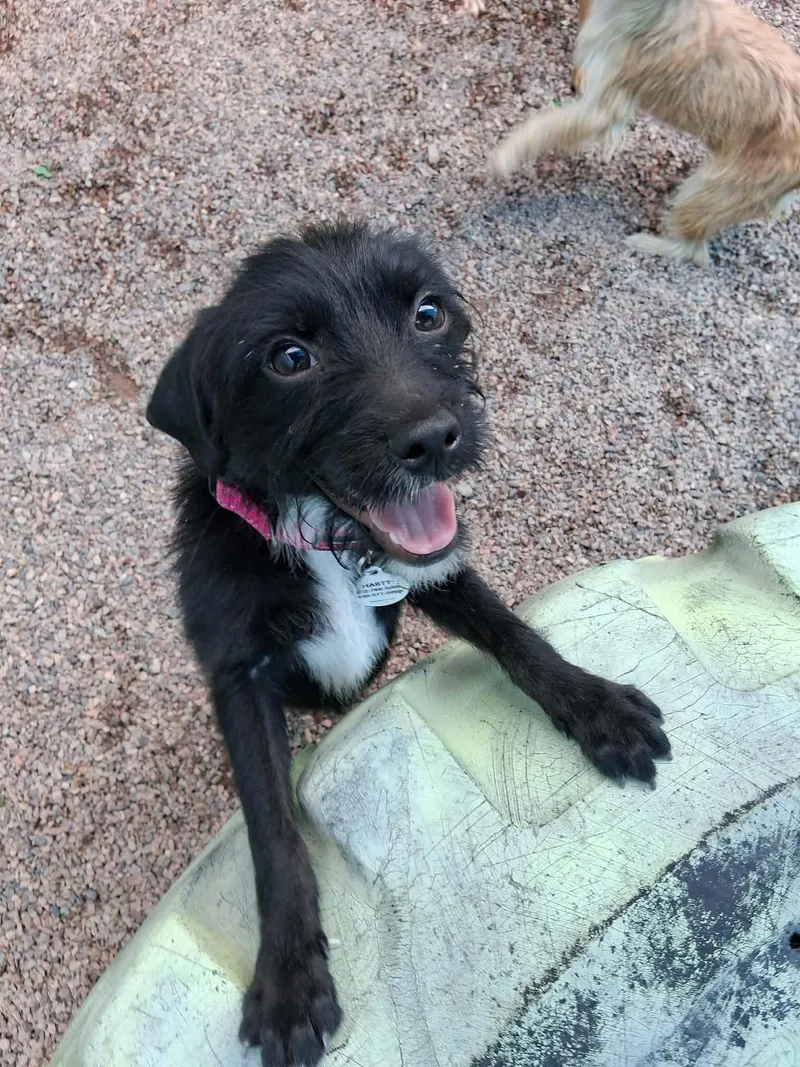 A baby small-sized female Black Affenpinscher dog named Gloria for adoption in Phoenix, AZ