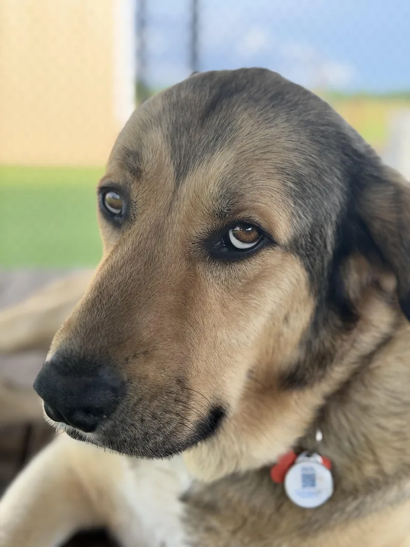An adult extra large-sized female Anatolian Shepherd dog named Mama Jane for adoption in Paris, TX