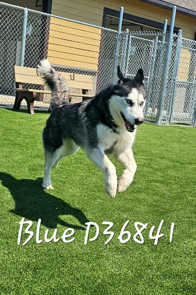 An adult large-sized male Siberian Husky dog named Blue for adoption in Clarksville, TN