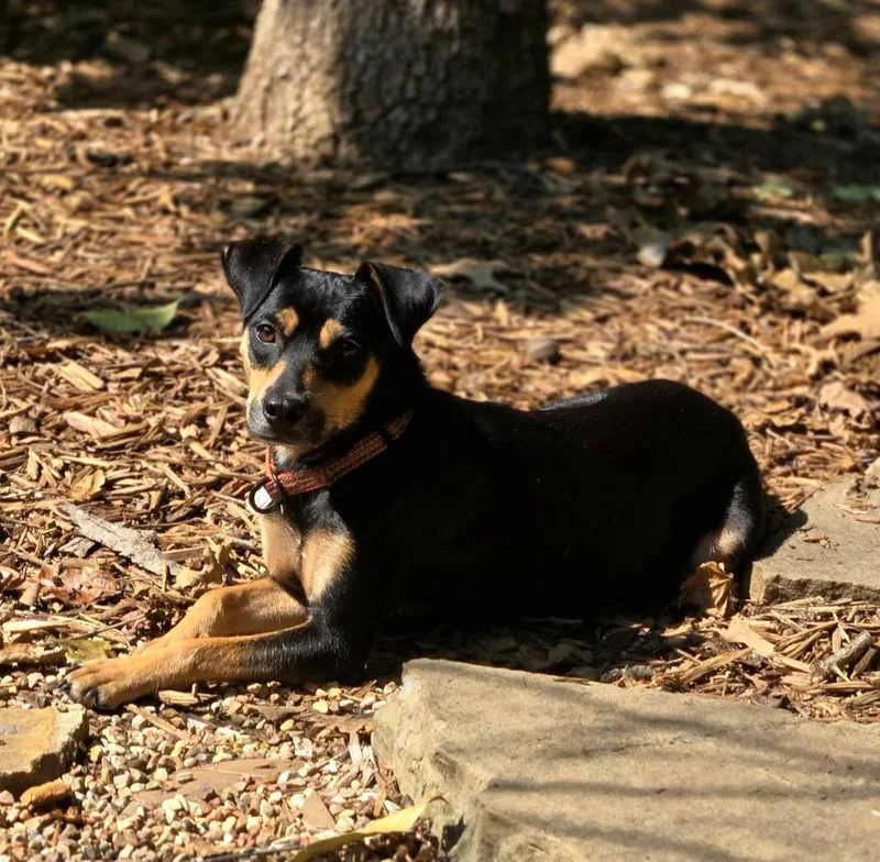 A young medium-sized female Terrier dog named Windy for adoption in Claremore, OK