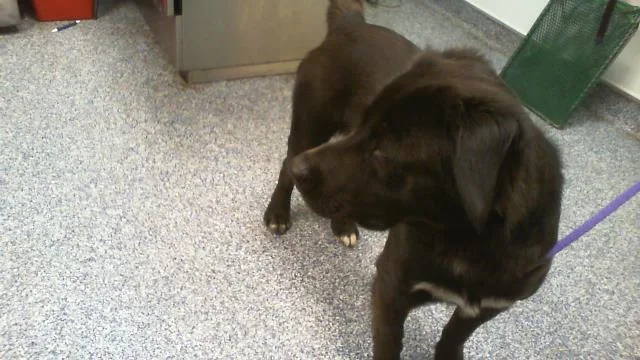 A young medium-sized male Labrador Retriever dog named A for adoption in Charlotte, NC