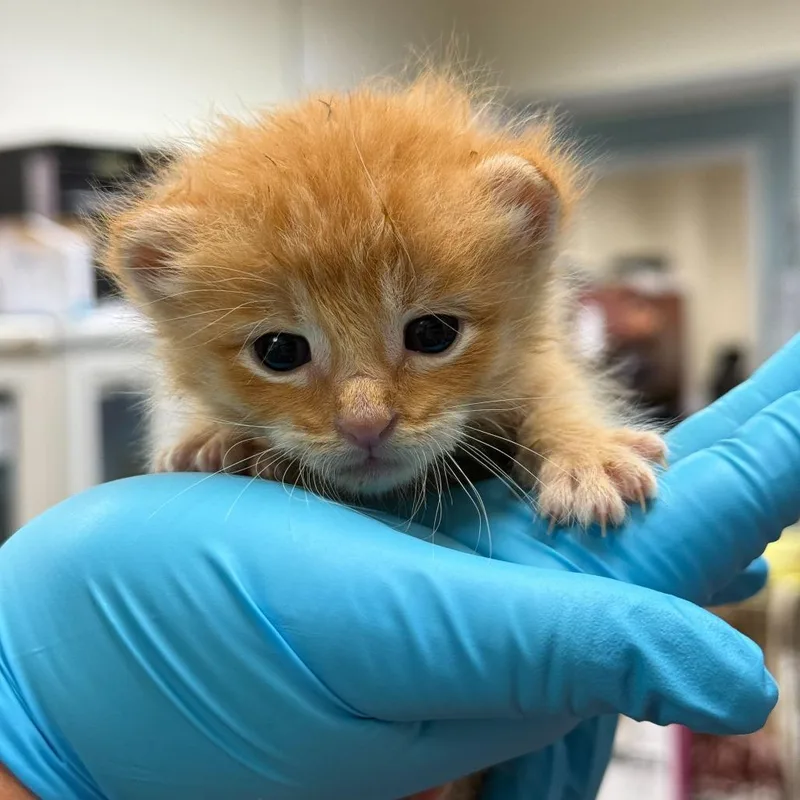 Cheddar