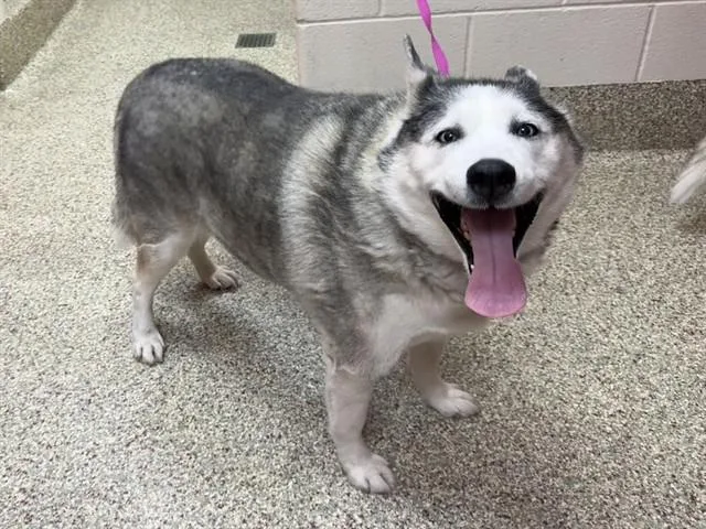 An adult medium-sized female Siberian Husky dog named Arya for adoption in Colorado Springs, CO