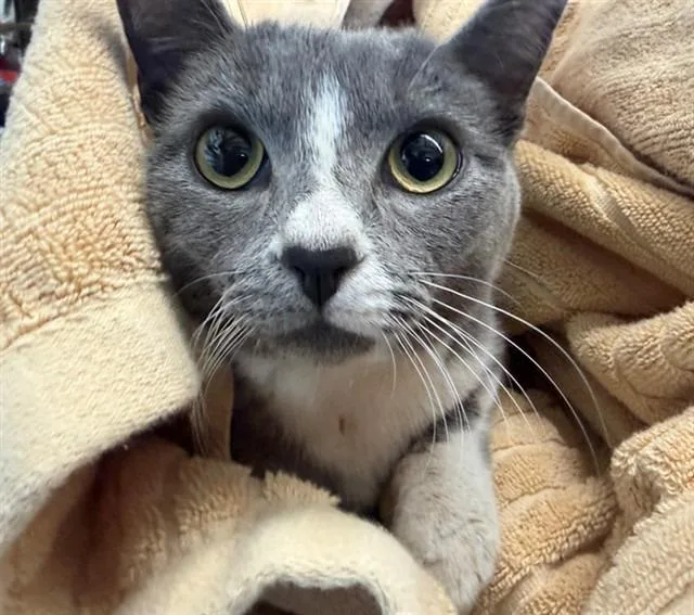 Chickadee thumbnail 2