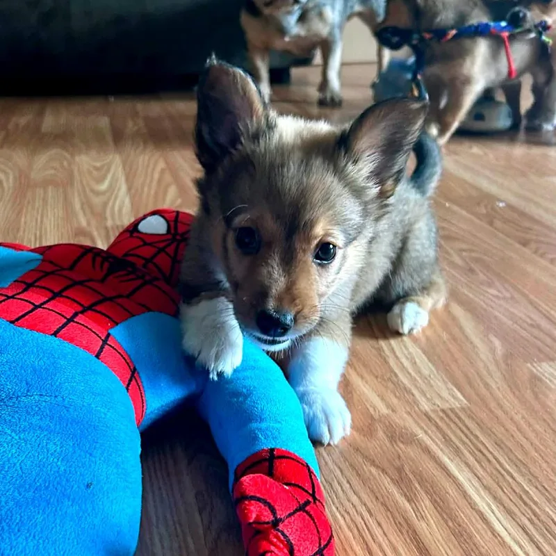 A baby small-sized female Yellow / Tan / Blond / Fawn Cardigan Welsh Corgi dog named Zephyr for adoption in Joliet, IL