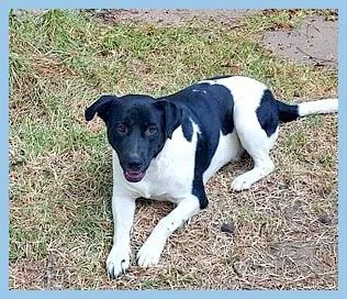 Sparky Gorgeous Pup lived