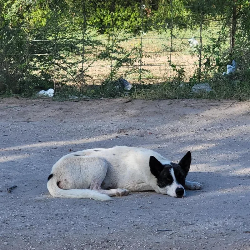 An adult medium-sized male White / Cream Mixed Breed dog named Solo for adoption in Stephens City, VA