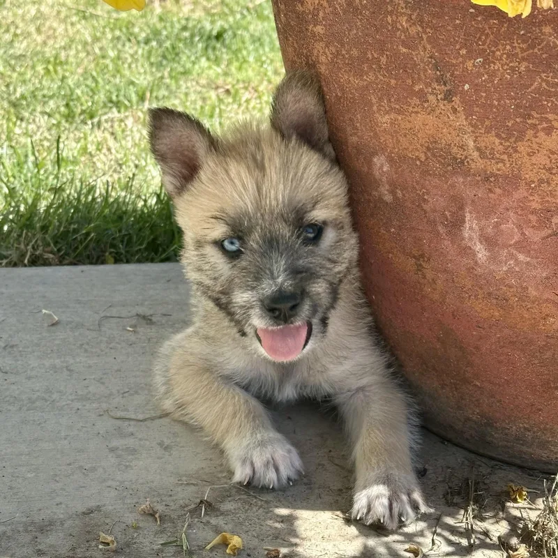 Coyote