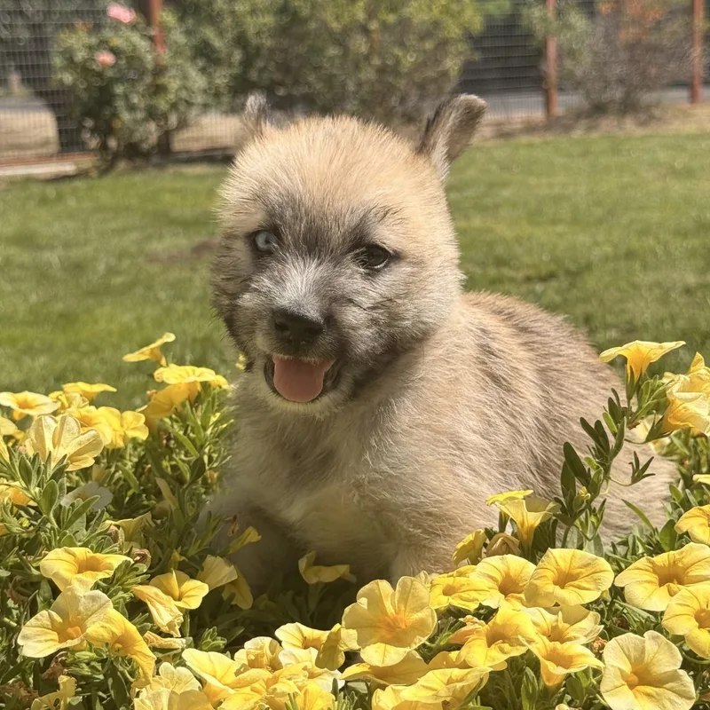 Coyote thumbnail 2