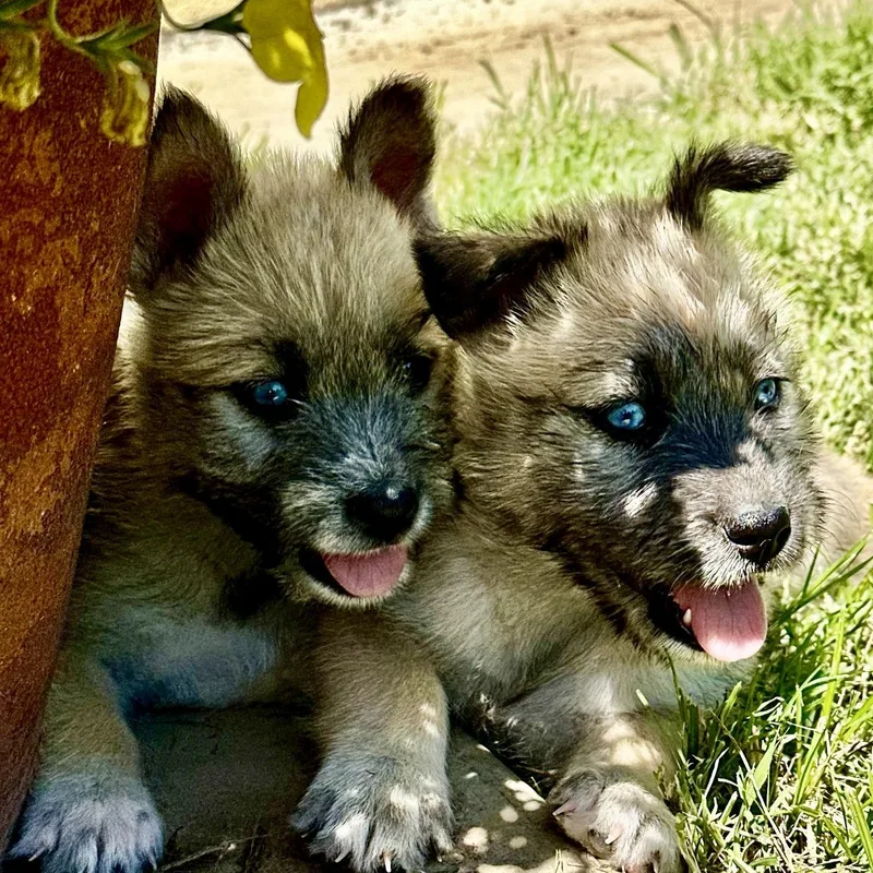 Coyote thumbnail 4