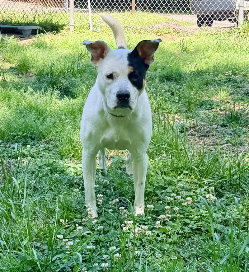 A young medium-sized female Tricolor (Brown, Black, & White) Terrier dog named Poppy for adoption in Petersburg, VA