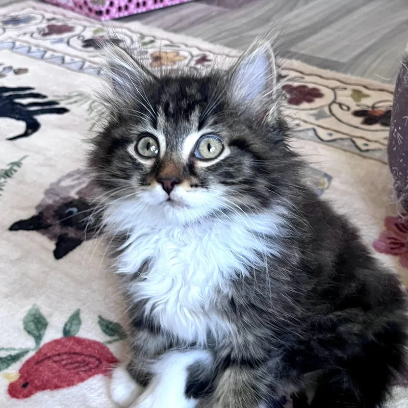 Swiffer