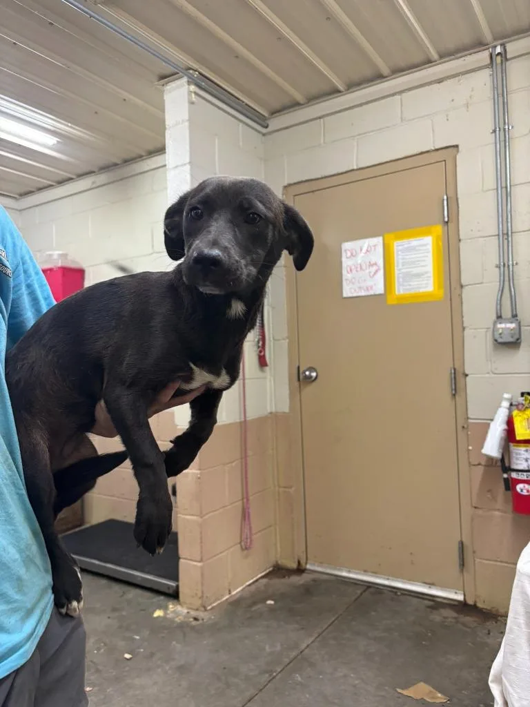 A young medium-sized female Dachshund dog named Hazelnut for adoption in Swainsboro, GA