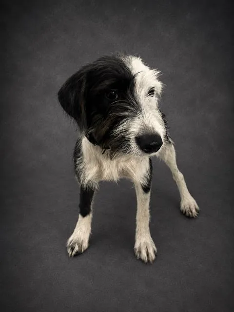 A young small-sized female Parson Russell Terrier dog named Jane for adoption in Winter Haven, FL