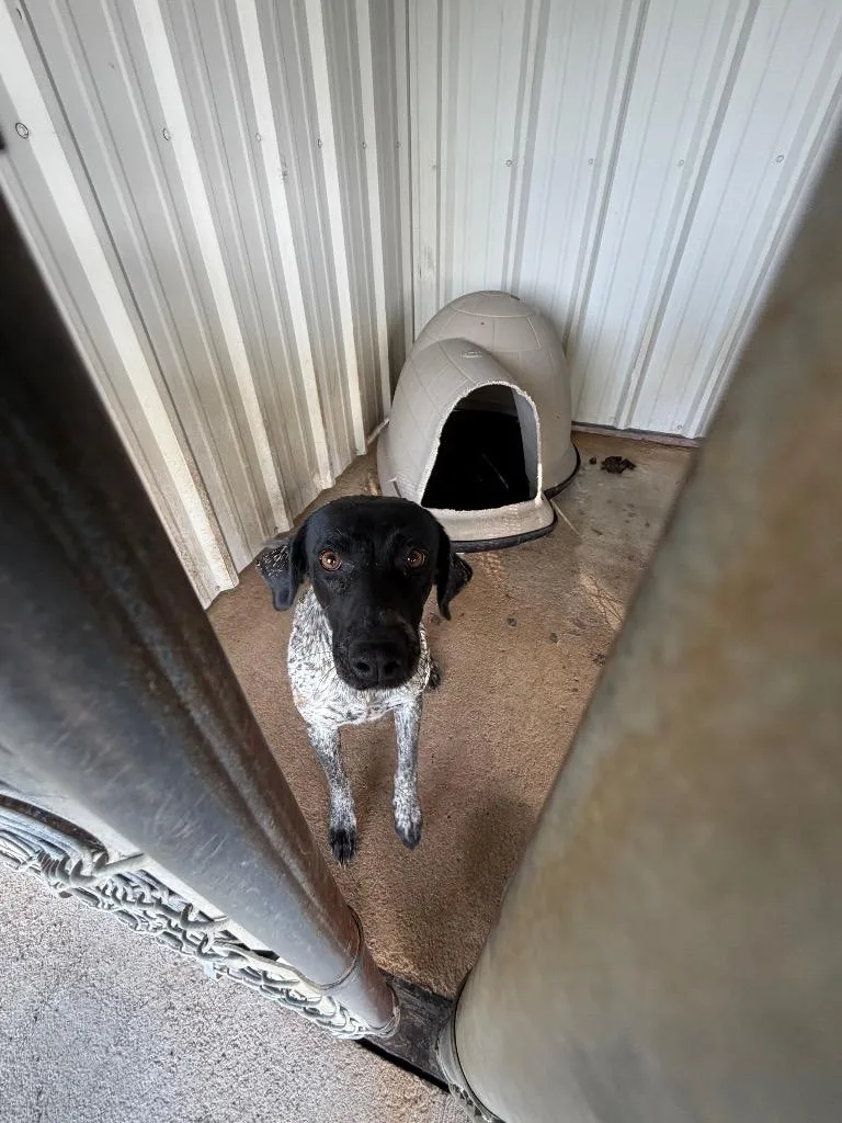 An adult medium-sized female Coonhound dog named Weezy for adoption in Ada, OK