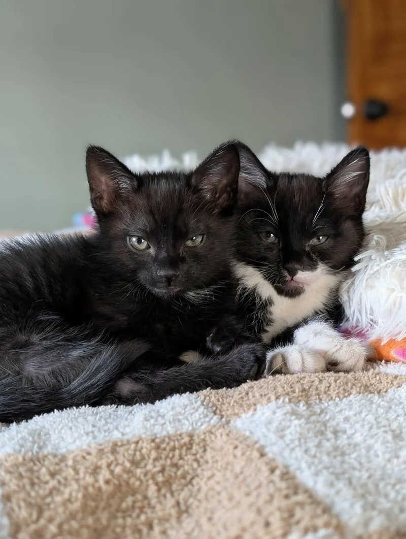 A baby medium-sized male Black & White / Tuxedo Domestic Short Hair cat named Yuki And Yoshi for adoption in Gonic, NH