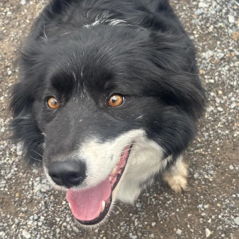 An adult medium-sized female Black Border Collie dog named Cool Mint for adoption in Kanab, UT