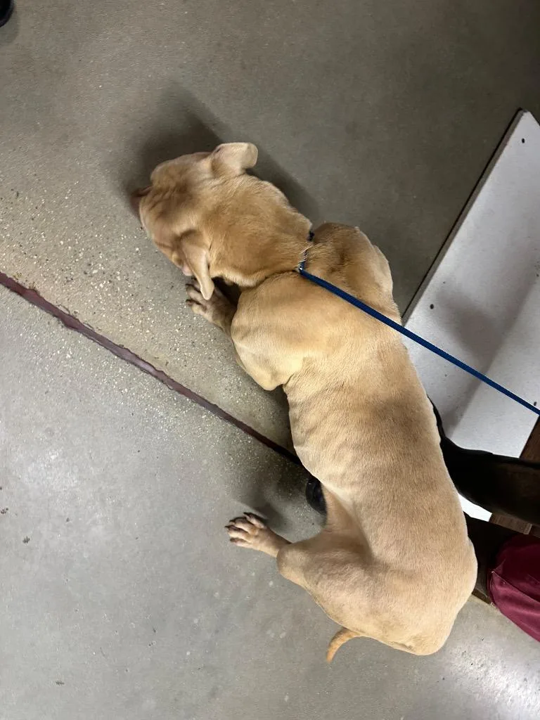 Honeybooboo thumbnail 5