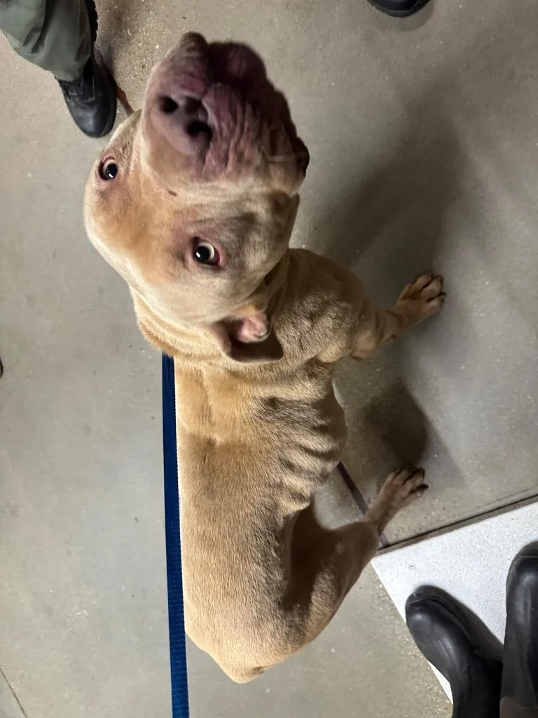 Honeybooboo thumbnail 6