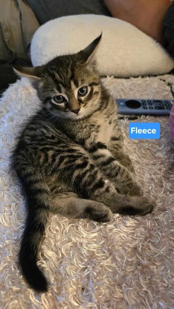 Fleece thumbnail 4