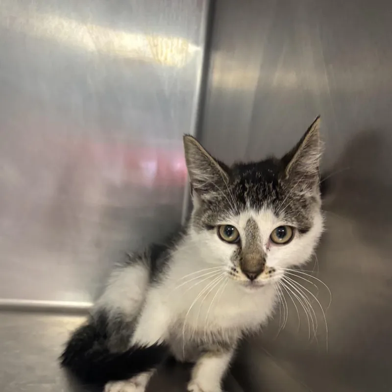 A baby small-sized female Gray / Blue / Silver Domestic Short Hair cat named Frog Hop for adoption in St Joseph, MO
