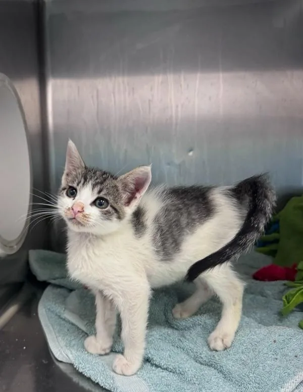 A baby small-sized male Domestic Short Hair cat named Jelly Filled for adoption in Santa Rosa, CA