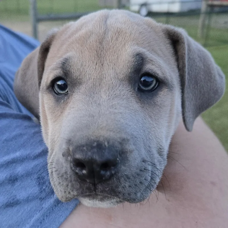 A baby medium-sized female Yellow / Tan / Blond / Fawn Catahoula Leopard Dog dog named Dusty for adoption in Sheridan, AR