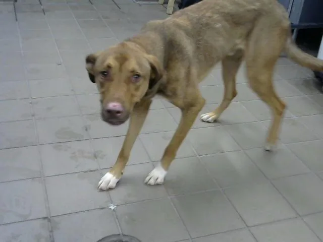 An adult small-sized male German Shepherd Dog dog named Momo for adoption in Albuquerque, NM