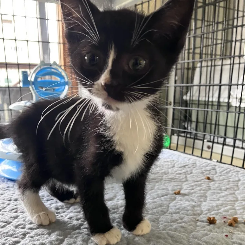 A baby small-sized male Black American Shorthair cat named Redwood for adoption in Freeport, FL