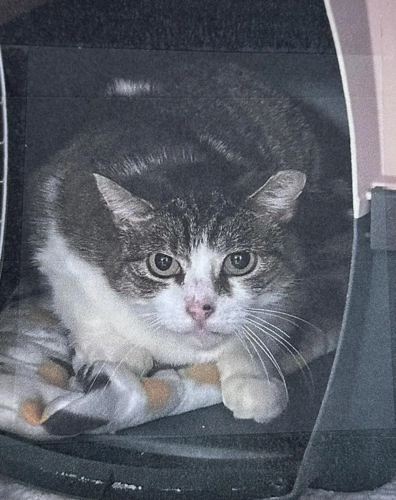 An adult small-sized female Gray & White Domestic Short Hair cat named Winter Freeport for adoption in Westbury, NY