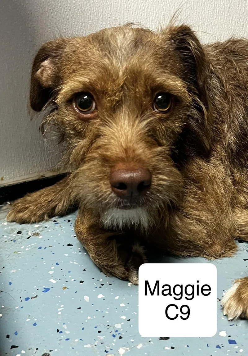 An adult medium-sized female Brown / Chocolate Terrier dog named Maggie for adoption in Morganton, NC
