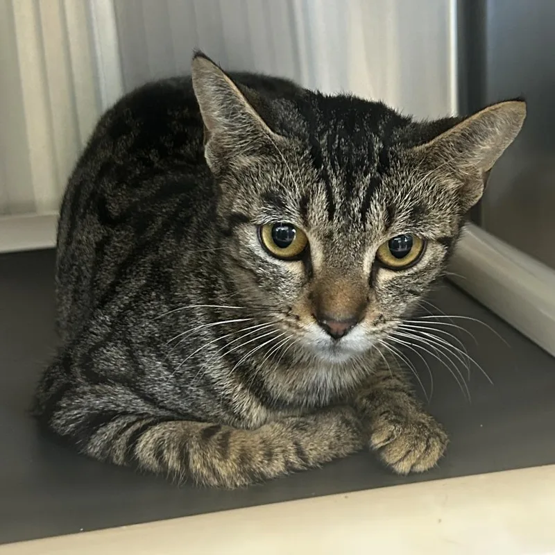 An adult medium-sized female Brown / Chocolate Domestic Short Hair cat named Sarabi for adoption in Tacoma, WA