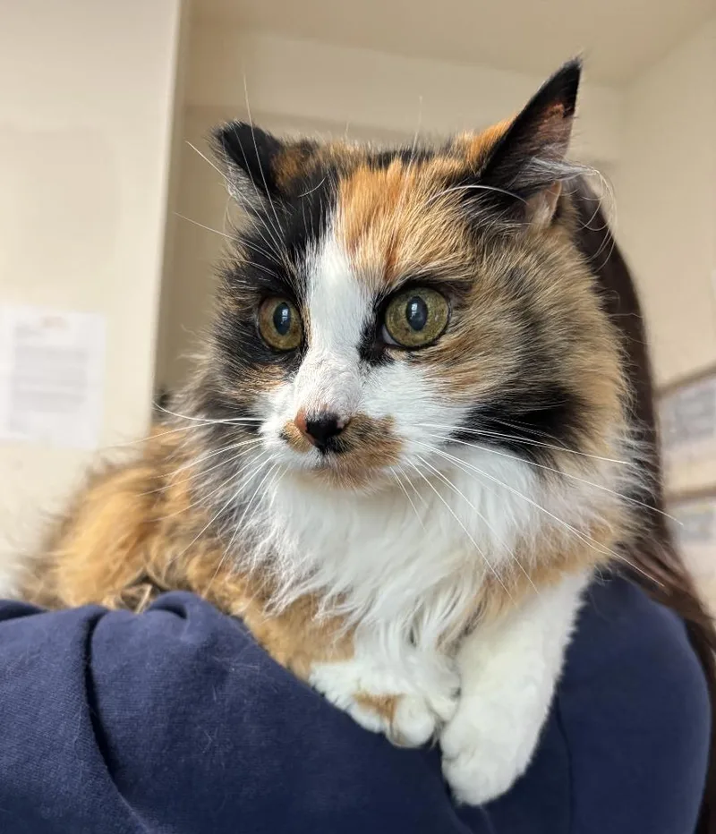 An adult large-sized female Domestic Long Hair cat named Misha for adoption in Thompson Falls, MT
