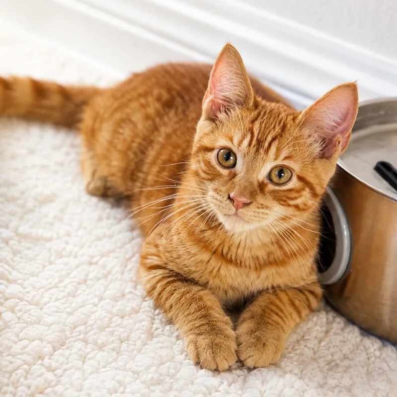 A baby small-sized female Orange / Red Domestic Short Hair cat named Ginger for adoption in Lauderhill, FL