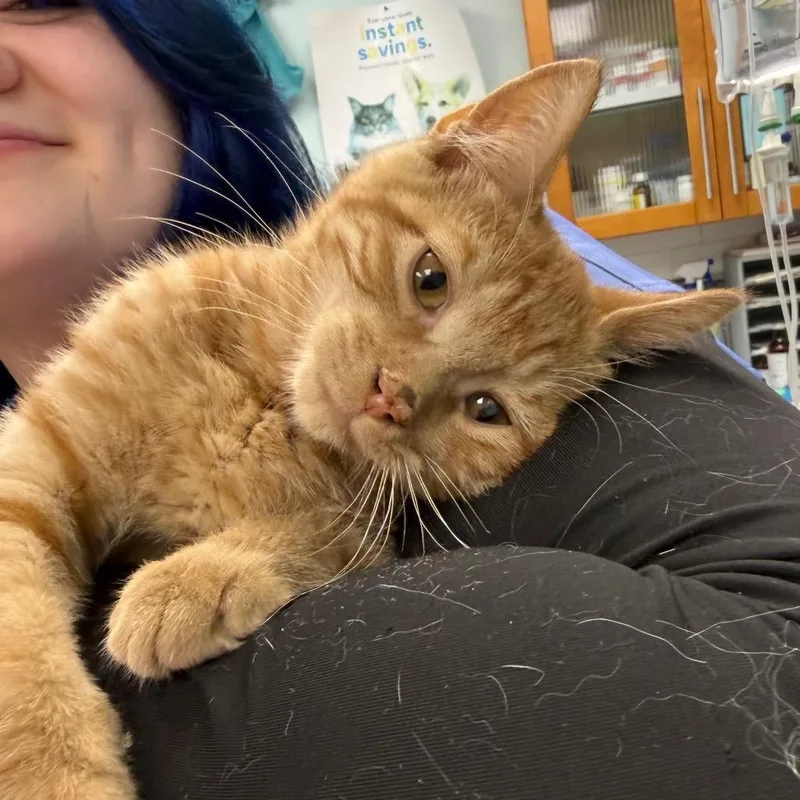 Ginger thumbnail 2