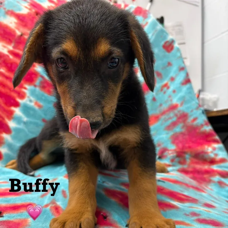 Buffy thumbnail 5
