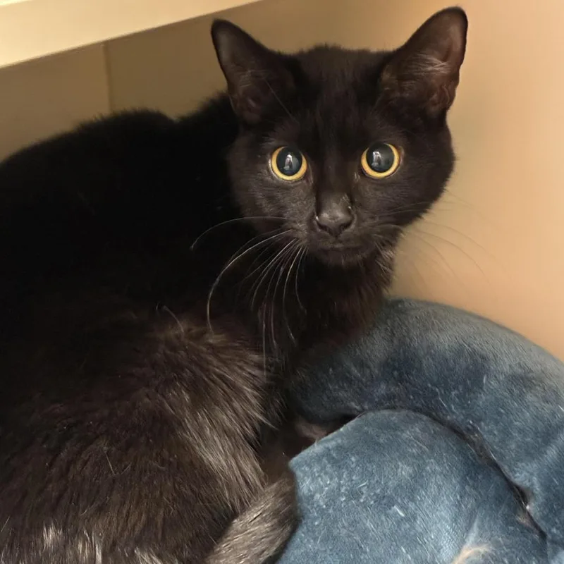 An adult medium-sized female Black Domestic Short Hair cat named Obsidian for adoption in South Elgin, IL