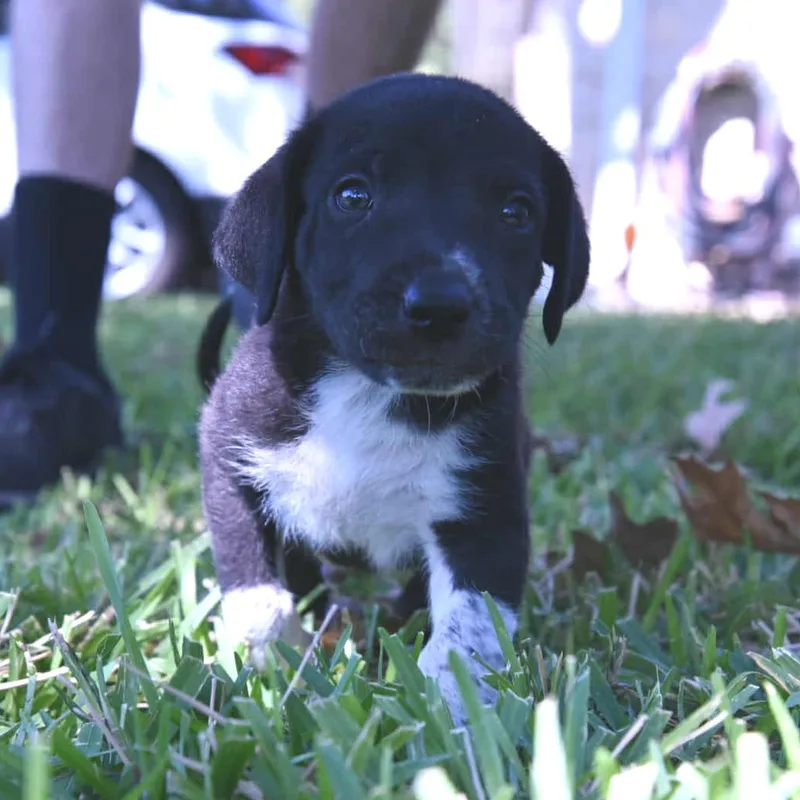 A baby small-sized male Shepherd dog named Pete for adoption in Bastrop, TX