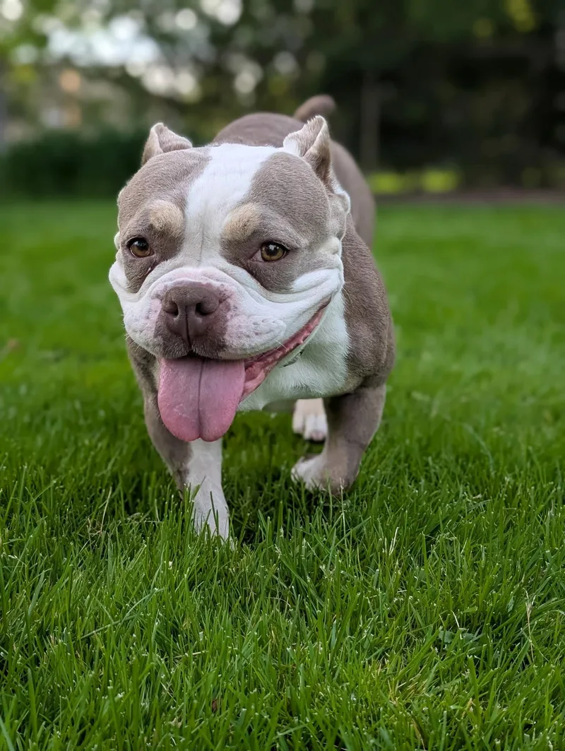 An adult medium-sized female American Bully dog named Barbara for adoption in Ontario, NY