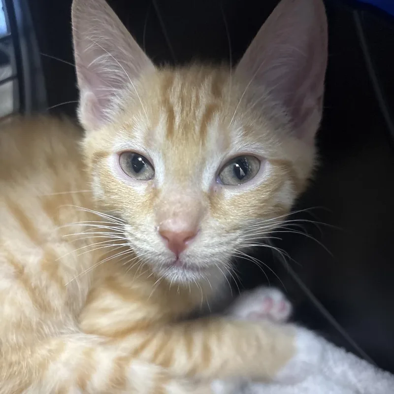 A baby small-sized male Orange / Red Domestic Short Hair cat named Pennywise for adoption in Middleburg, FL