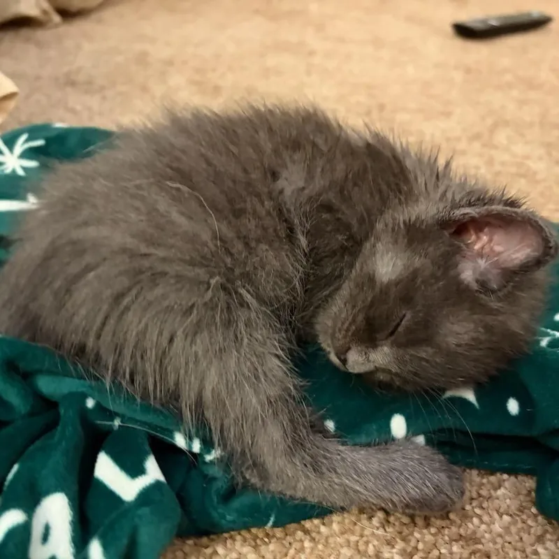 A baby small-sized male Gray / Blue / Silver Domestic Medium Hair cat named Jazzy for adoption in League City, TX
