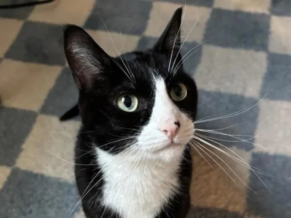 An adult small-sized female Domestic Short Hair cat named Valkyrie for adoption in Portland, OR
