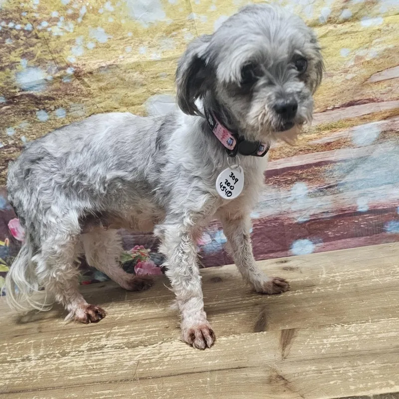 An adult small-sized female White / Cream Miniature Poodle dog named Susie Q for adoption in Normal, IL