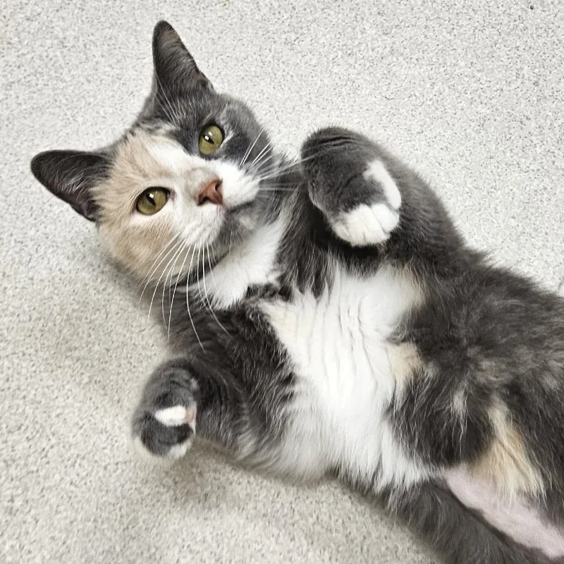 A senior medium-sized female Calico Domestic Short Hair cat named Nena for adoption in Springfield, MA