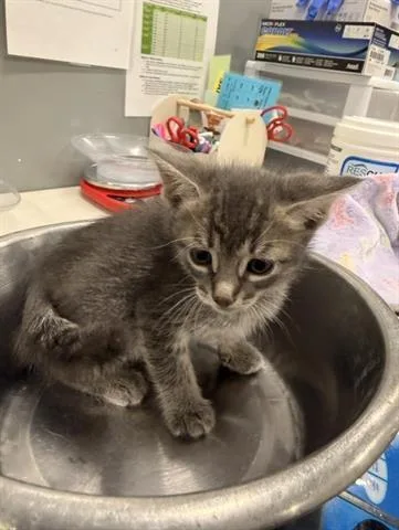 A baby small-sized male Domestic Short Hair cat named Wesley for adoption in San Martin, CA